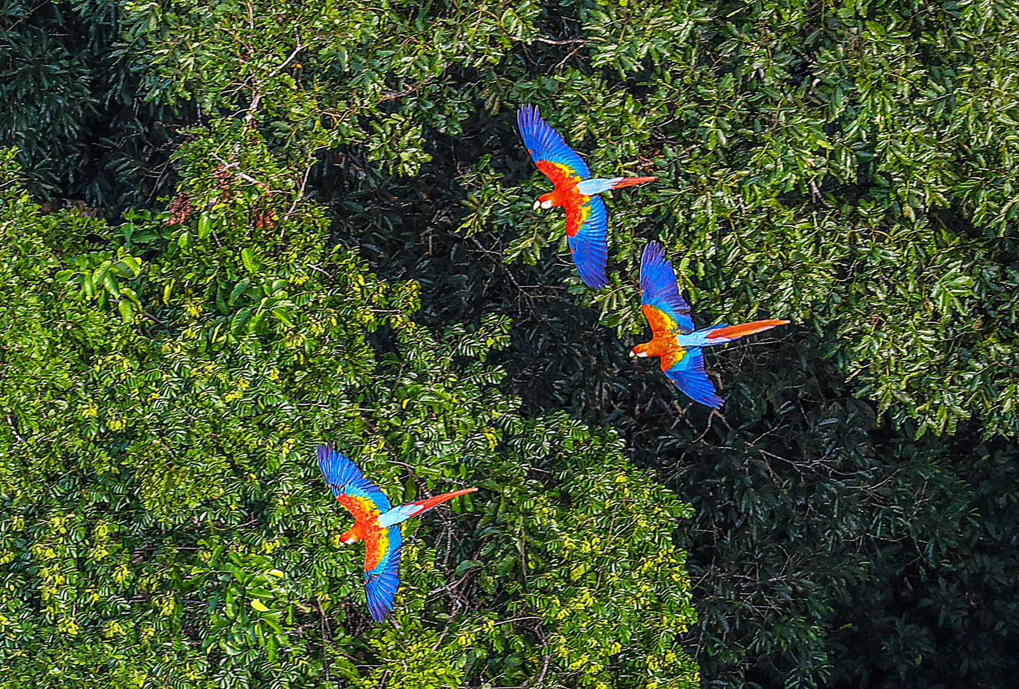 Macawa flying over the Amazon rainforest. 34% of the forest has already been destroyed or degraded. Picture Ricardo Stuckert on iStockPhoto