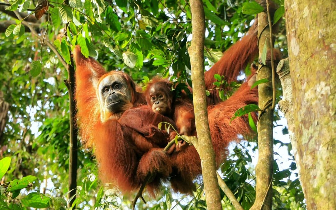 Massive Decline in Wildlife Over 50 Years