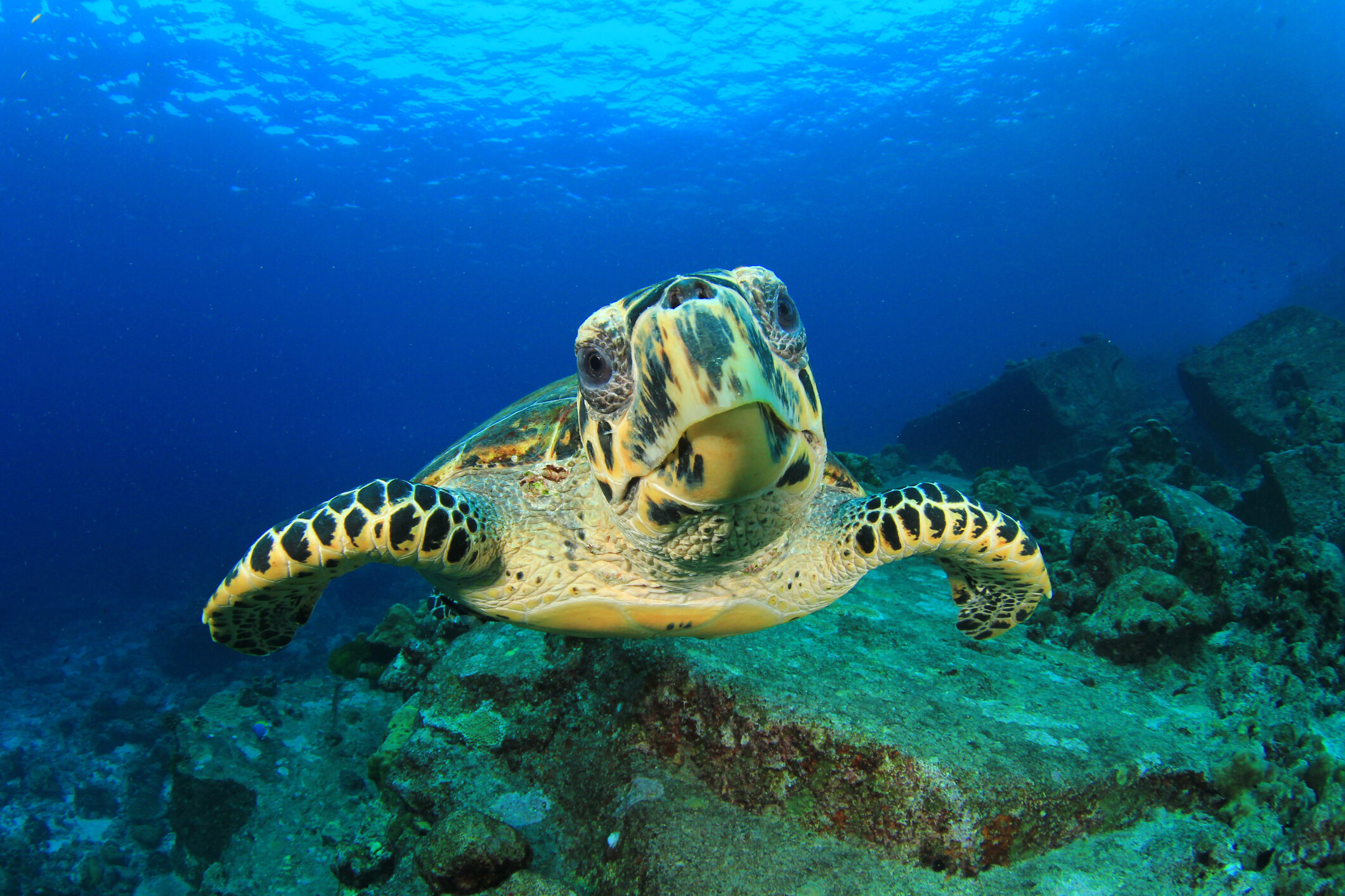 The Hawksbill Turtle is on the list of critically endangered species. Picture by richcarey on iStockPhoto