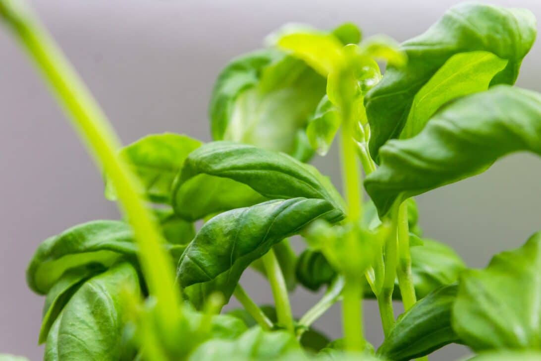 Air Con Can Make Your Roof Garden Grow