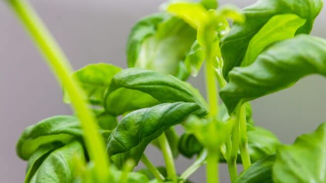 Air Con Can Make Your Roof Garden Grow