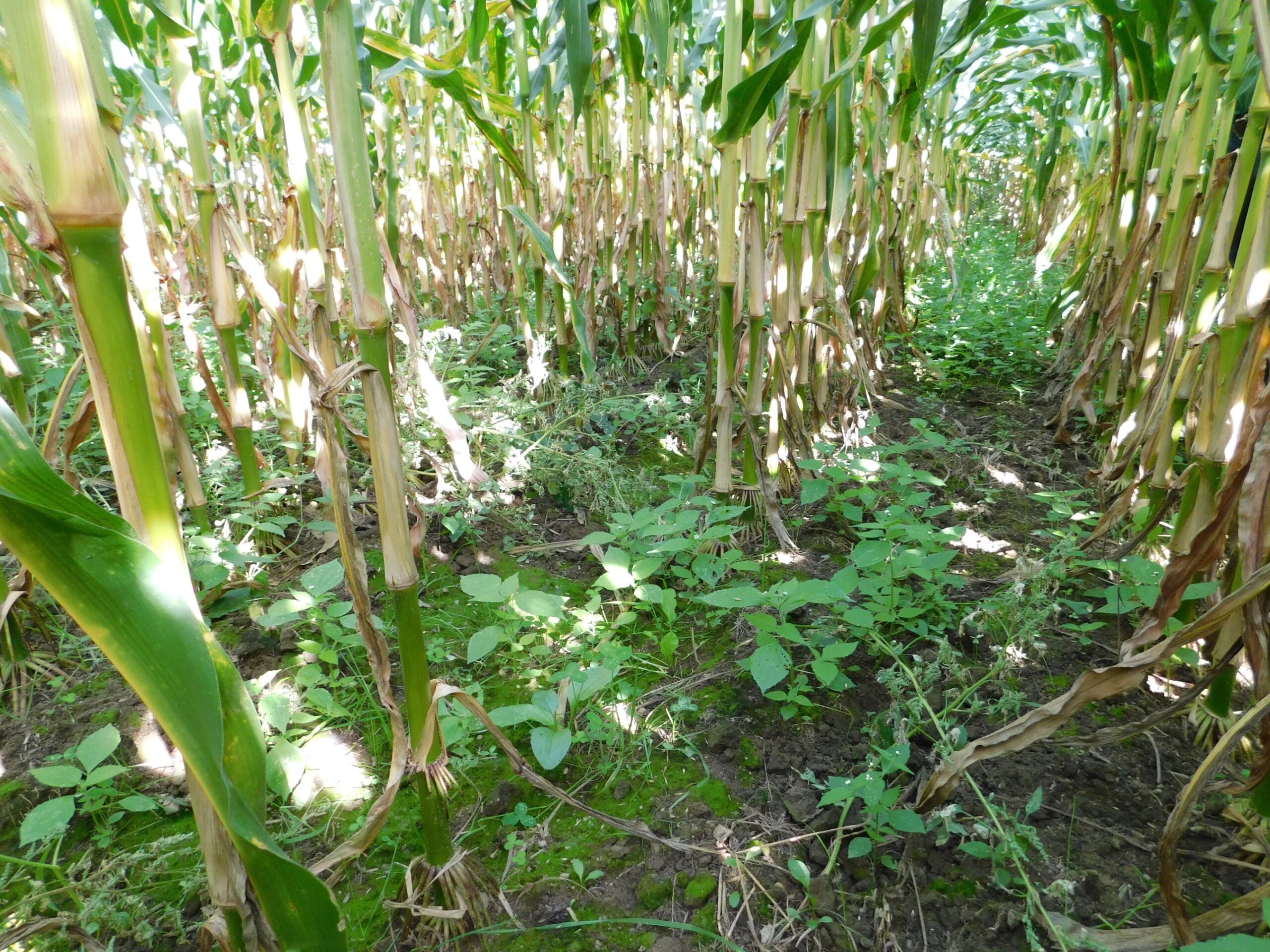 Ben & Jerry’s new pilot project will look at the effect of inter-seeded biodiverse cover cropping and growing slightly fewer stalks to allow more sunlight to reach the plants. 