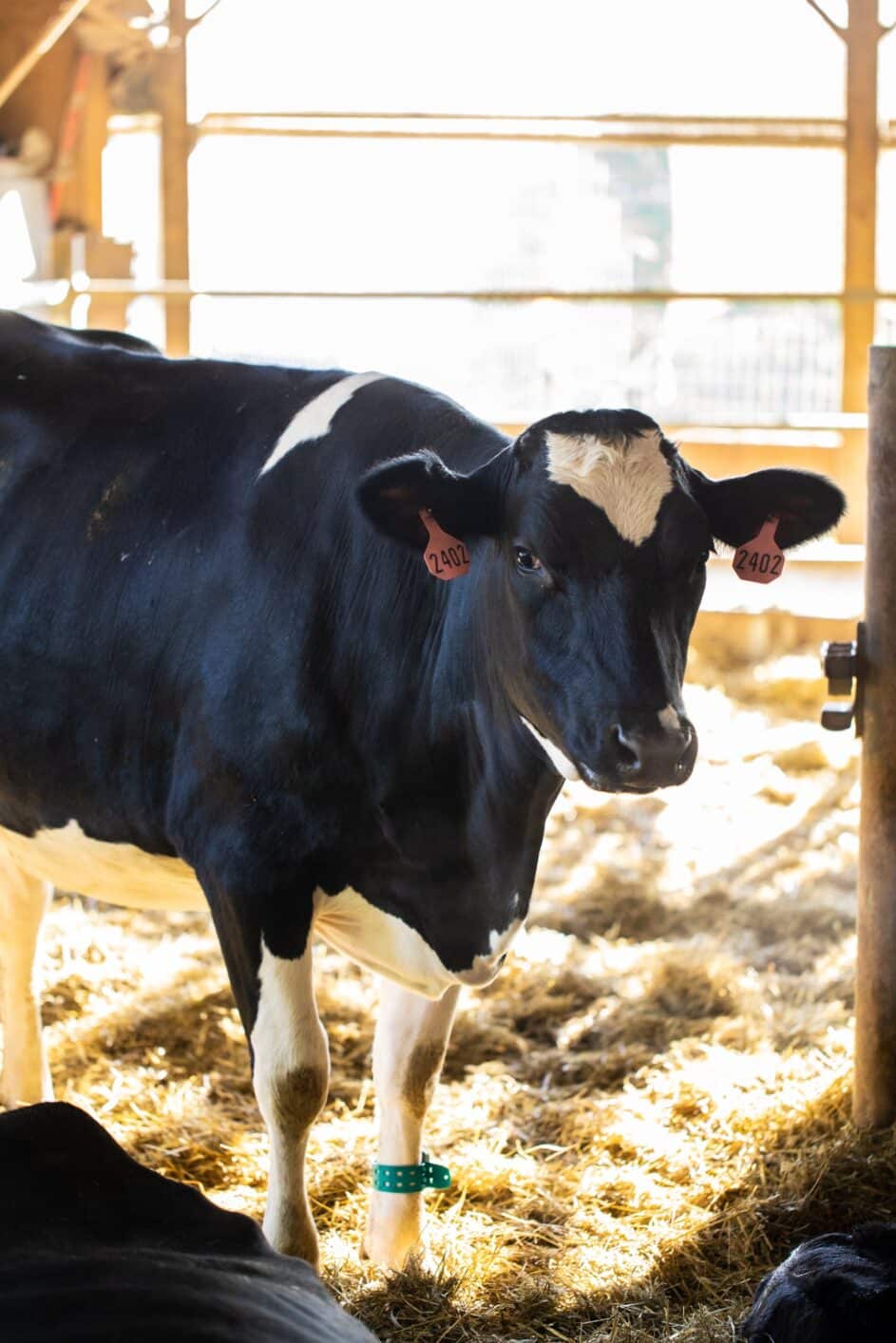 Cow burps are a major source of methane on dairy farms. Ben & Jerry’s will test the effectiveness of feed additives and a high-forage diet on reducing enteric emissions.