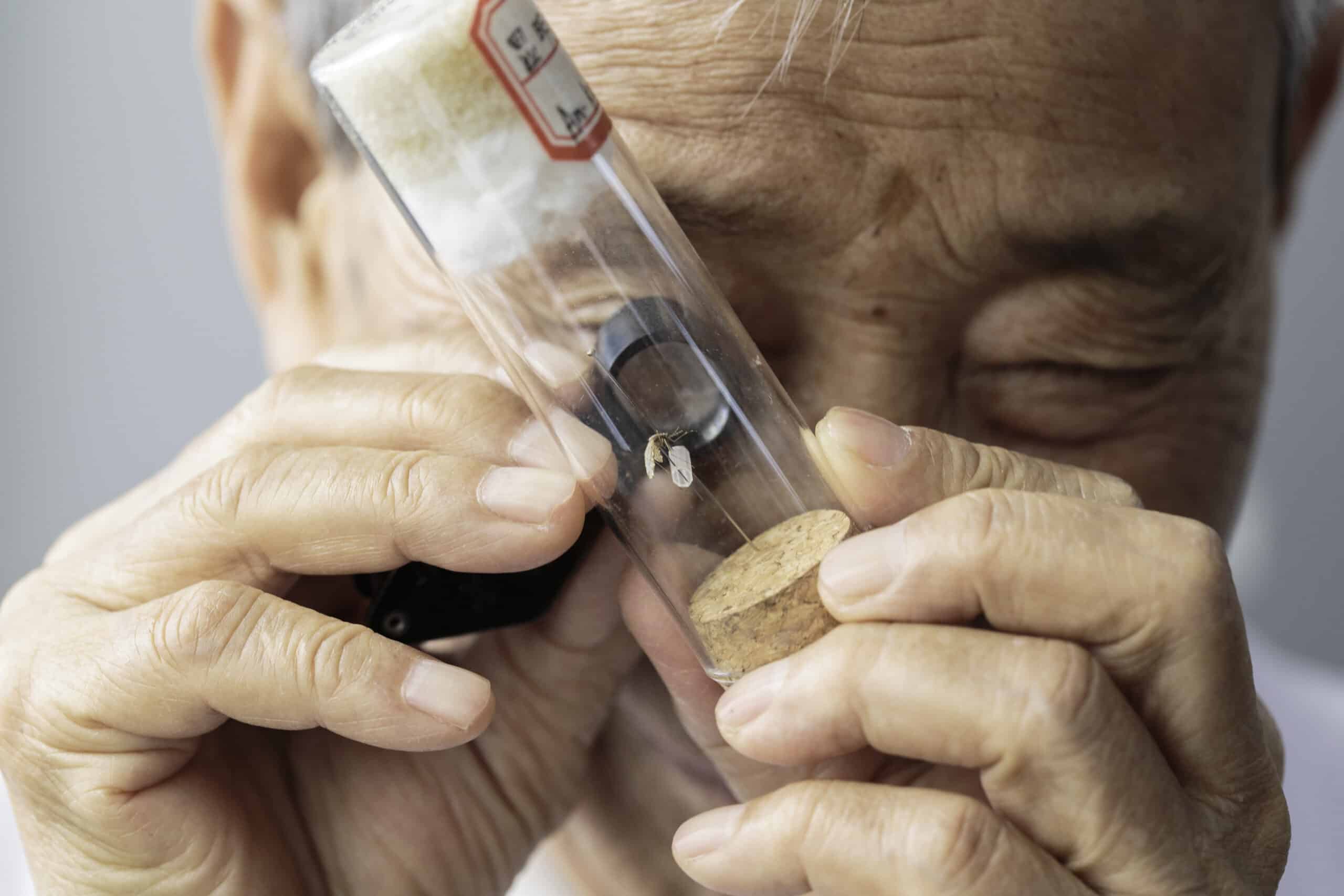 Dr. Dong Xueshu, a medical entomologist, examines one of the hundreds of species of mosquitoes he has identified in Yunnan Province. Yunnan Institute for Parasitic Diseases, Pu'er Simao, Yunnan.