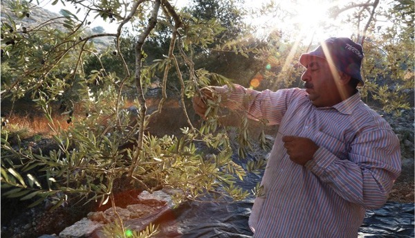 Oxfam is a leader in implementing systems thinking. Picture shows Baker, a founding member of the Farkha Cooperative - supported by Oxfam - picking olives that will be turned into organic olive oil to be sold in the Gulf.