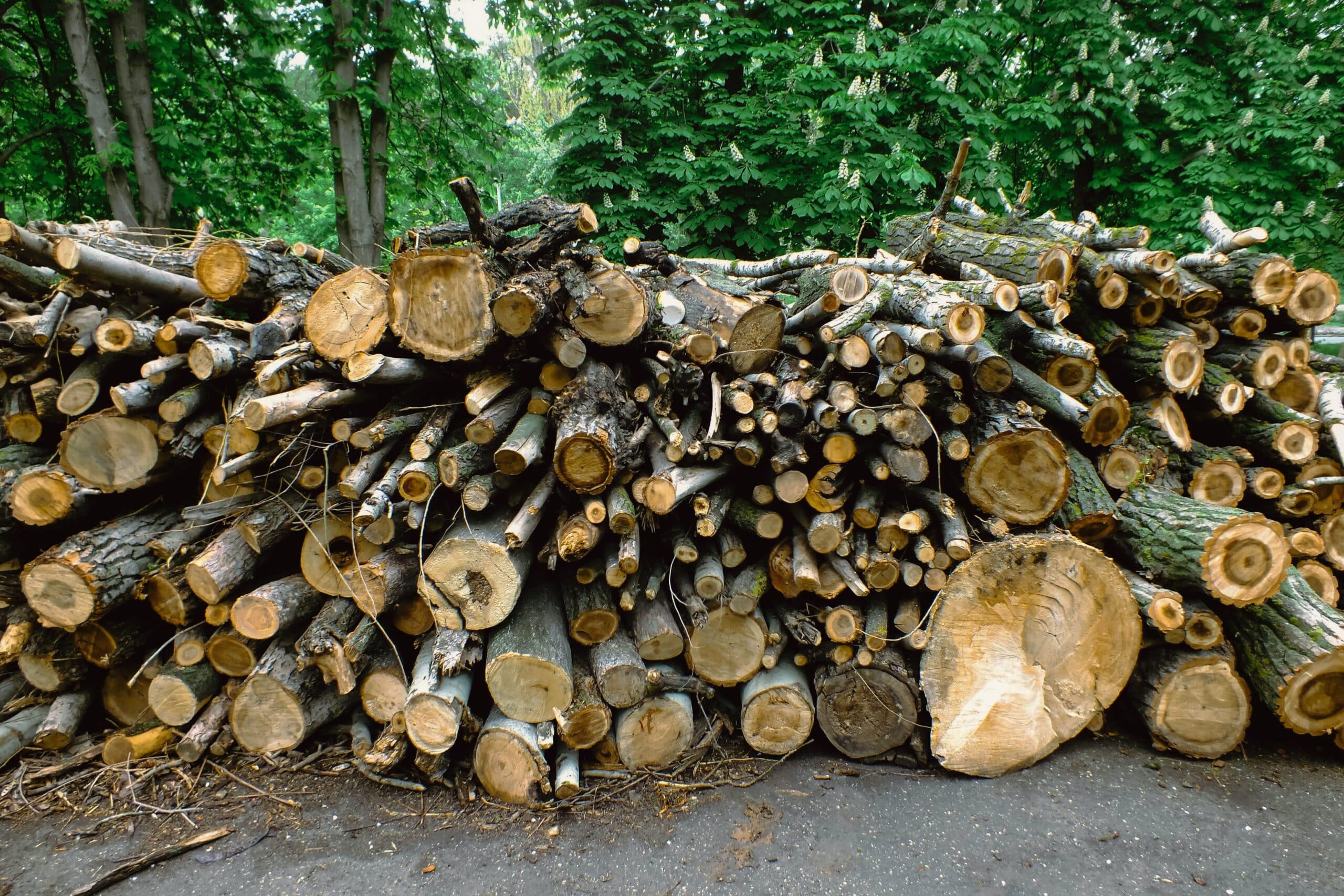 Removing a component of wood, called lignin, can make it see-through.