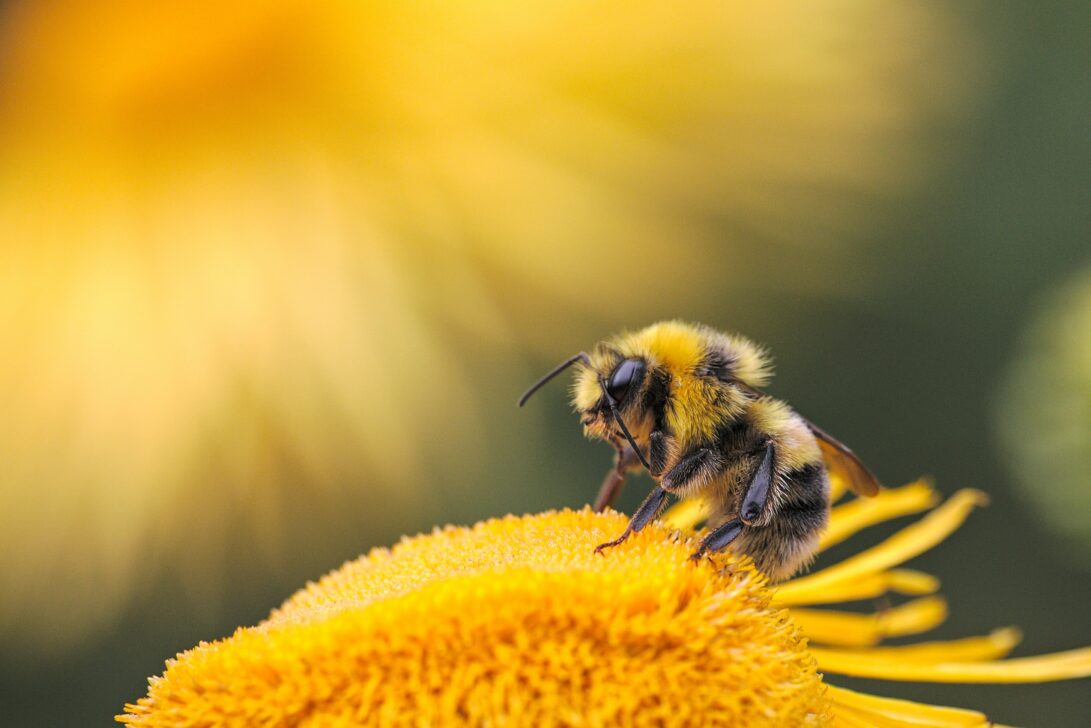 Fighting For The Bees