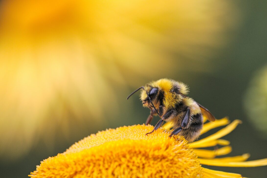 Fighting For The Bees