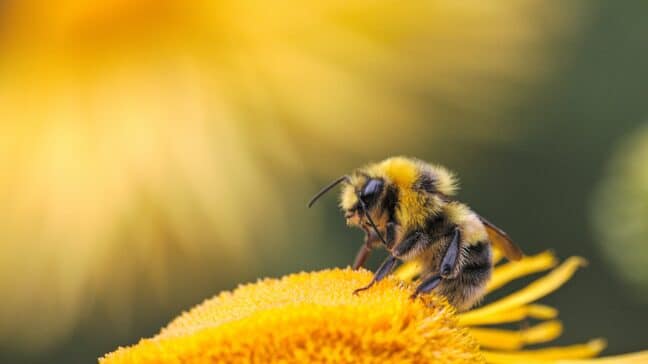 Fighting For The Bees