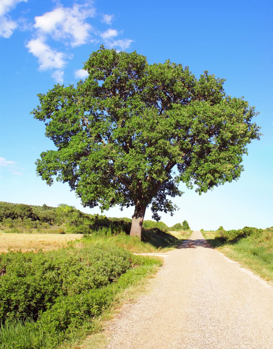 A White Oak tree used for whiskey barrels. Maker's Mark has put in place conservation efforts.