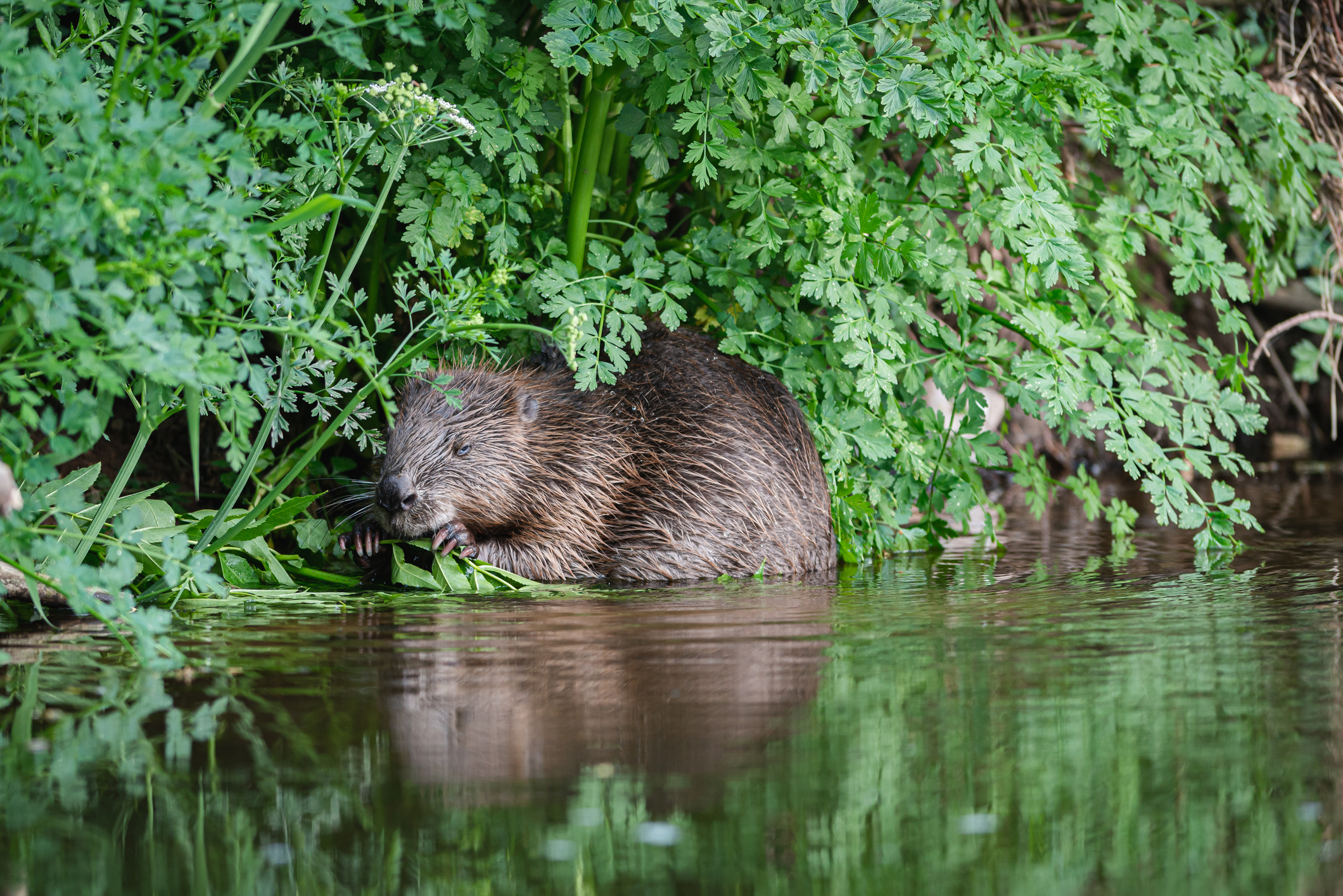 A Devon beaver.