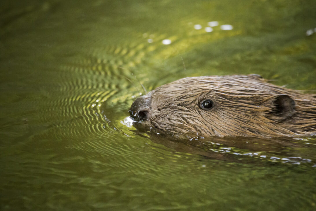How Bringing Back Beavers Could Help Fight Flooding