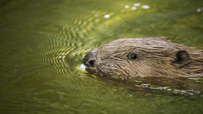 How Bringing Back Beavers Could Help Fight Flooding
