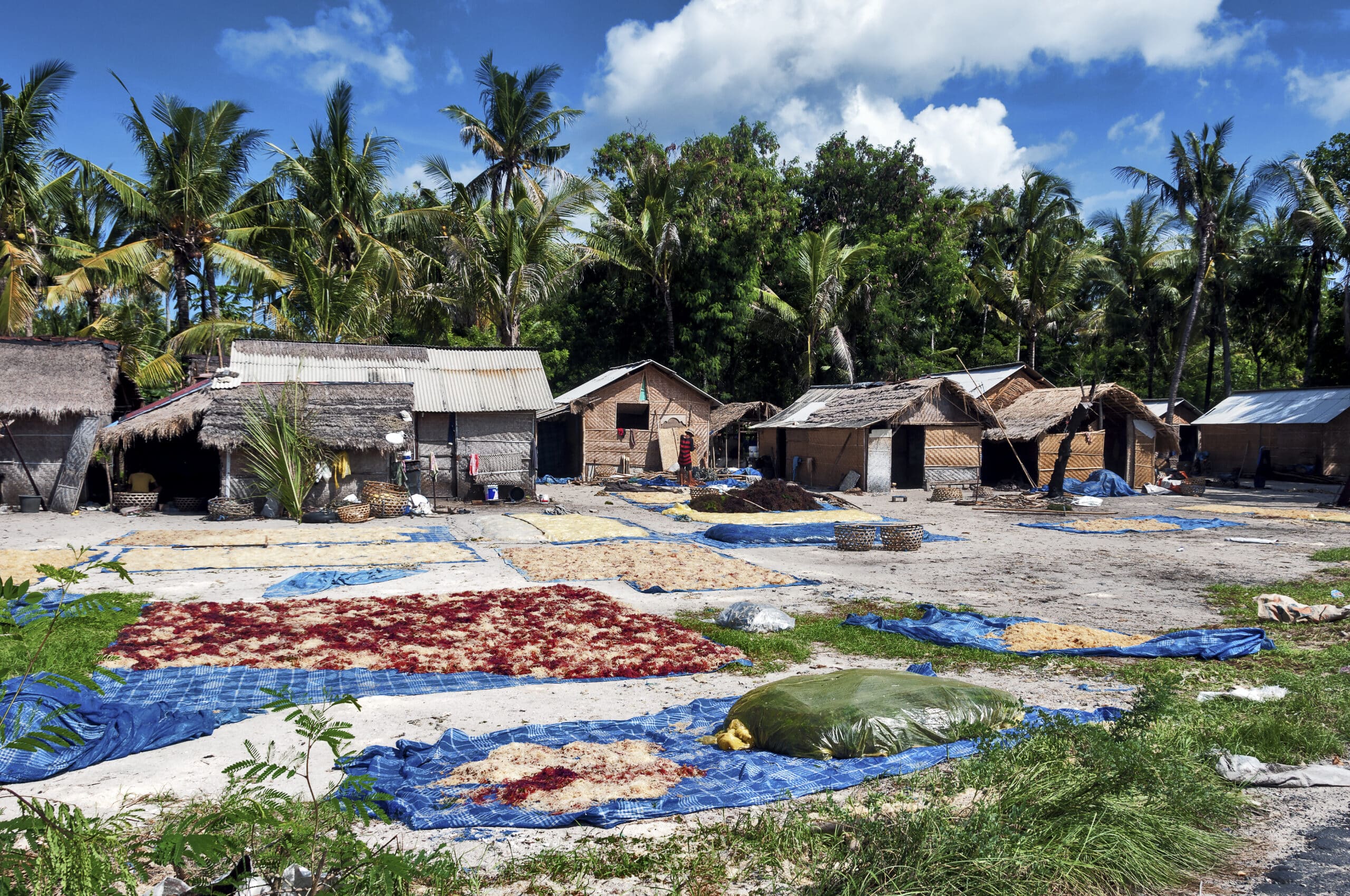 The people of Nusa Lembongan island in Bali, Indonesia, specialise in the cultivation of algae in creating true algae farms.