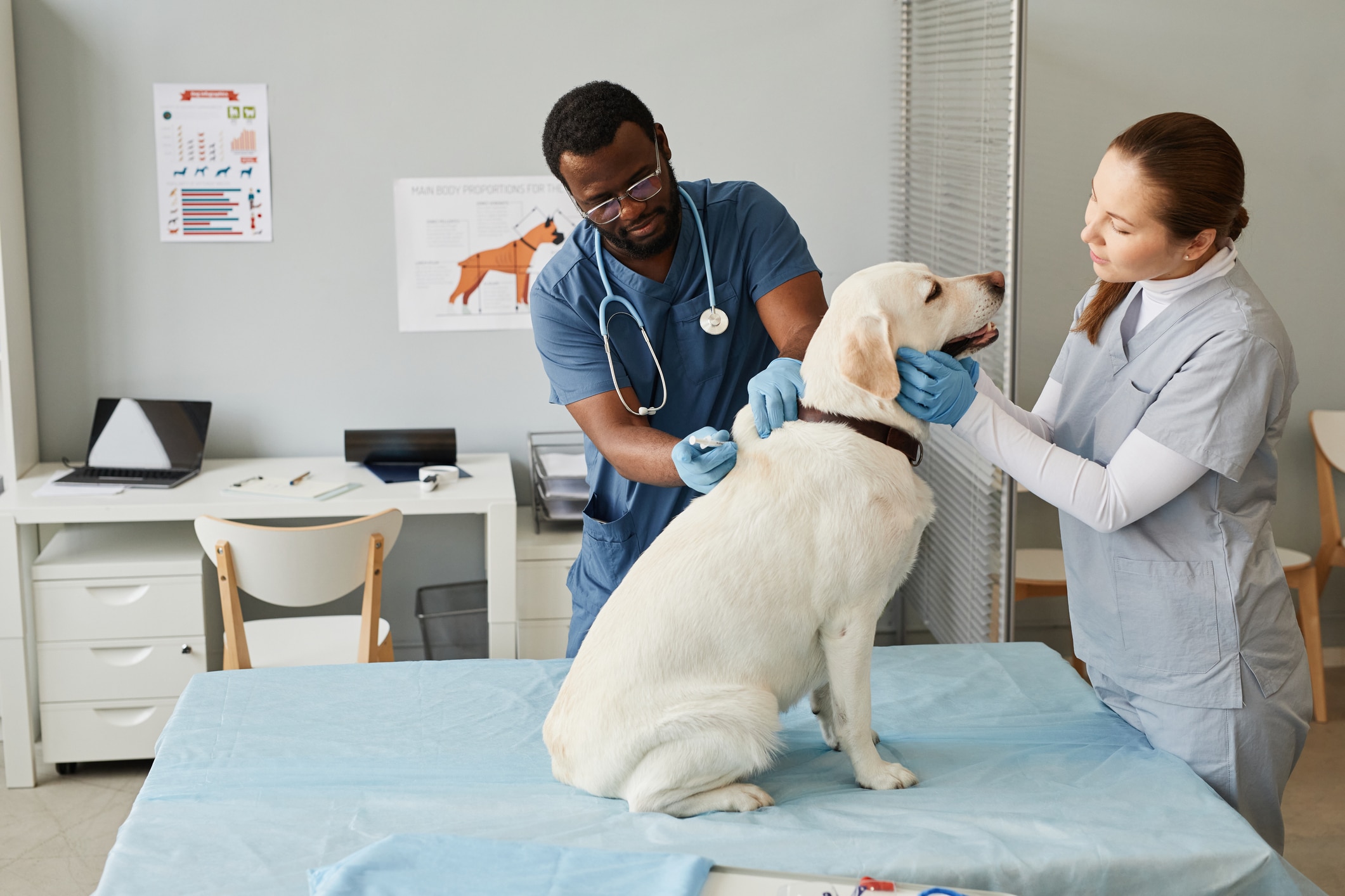 The veterinary profession has been very male, white and middle-class. This needs to be tackled systemically.