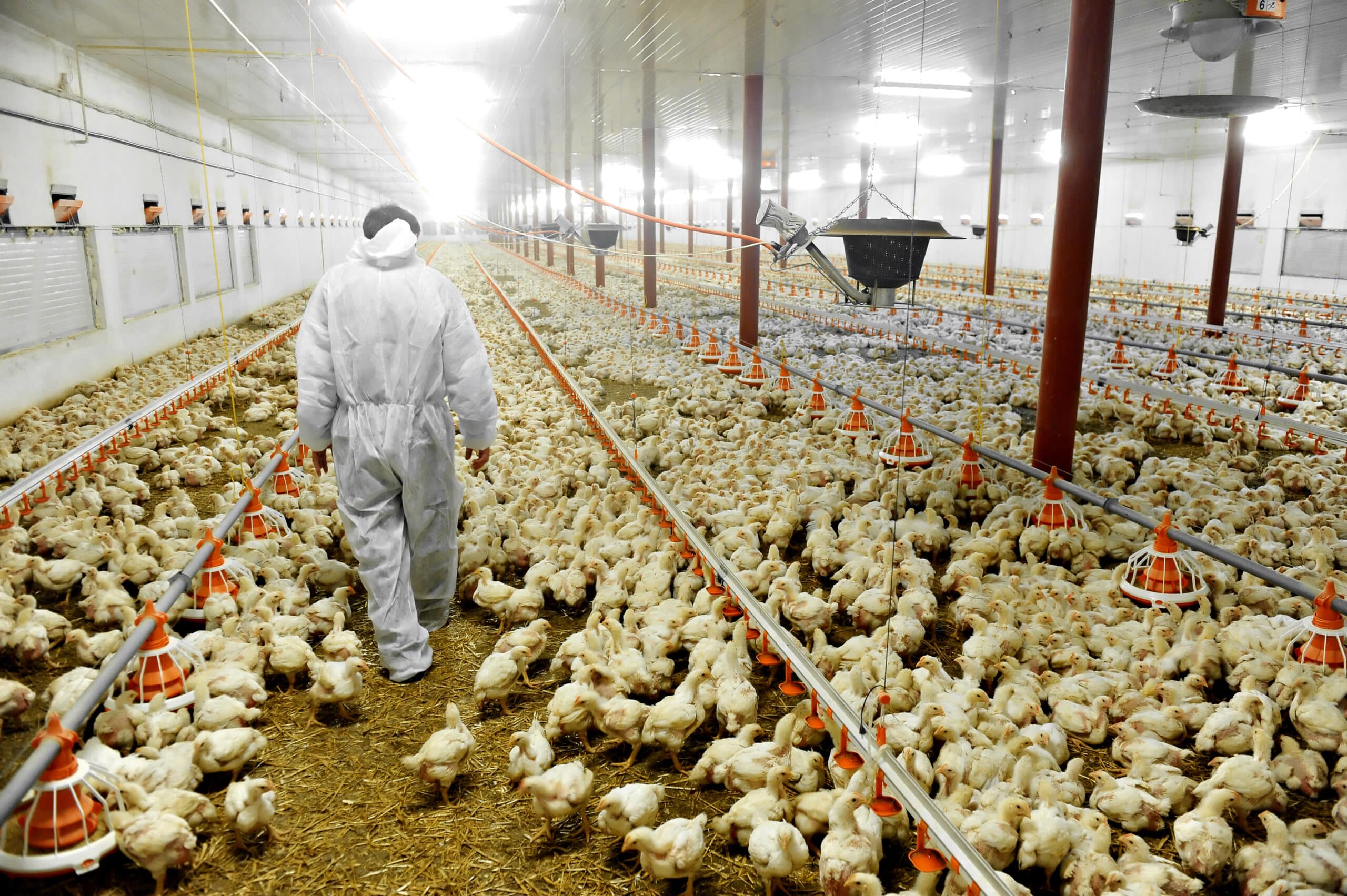 The amount of white meat, including chicken, eaten per day in the UK has actually risen over the decade.