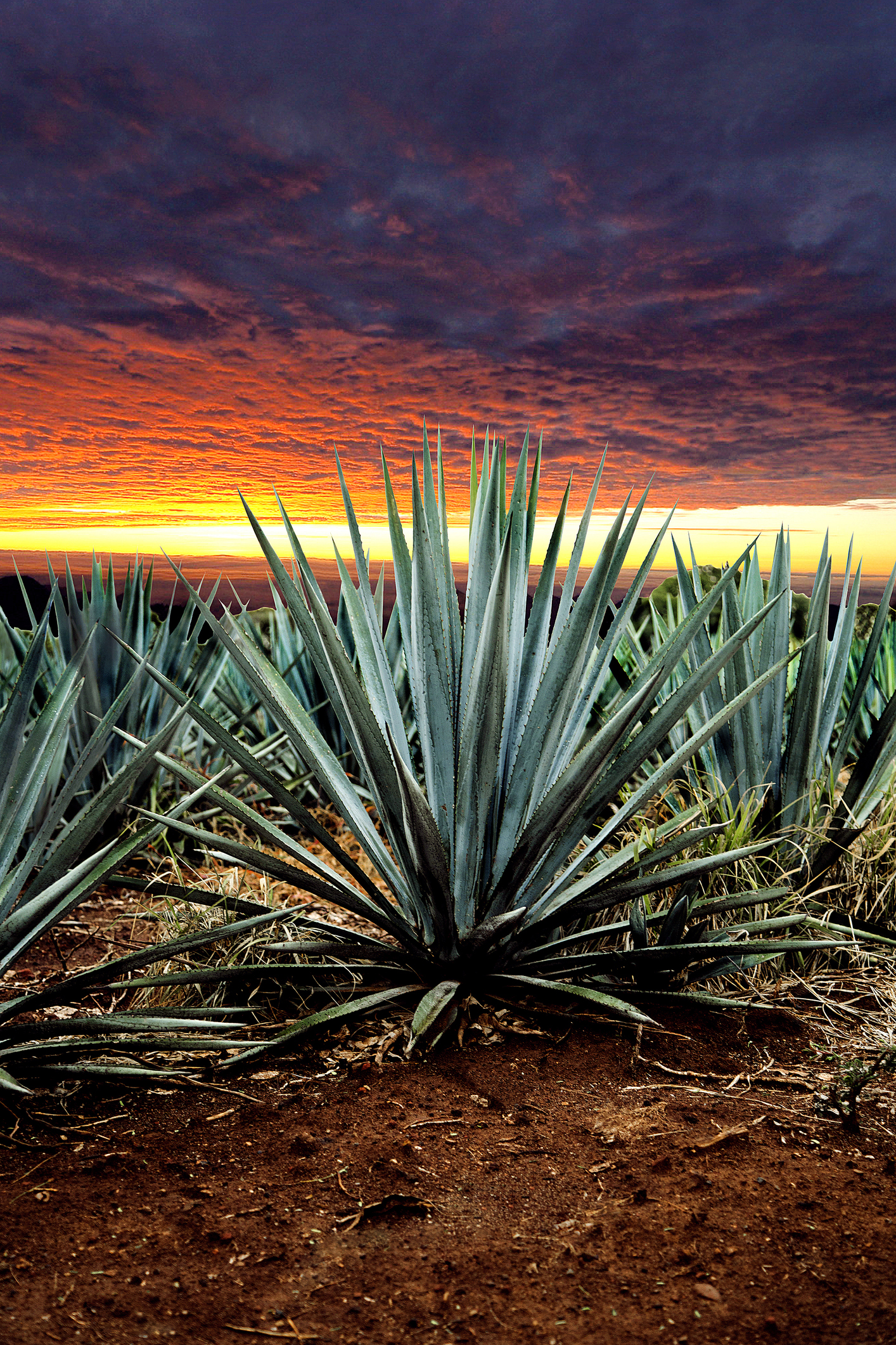 An agave farm in Jalisco, Mexico. Agave is used to make mezcal and tequila.