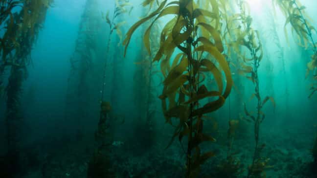 Algae: A Hero For Nature And Health