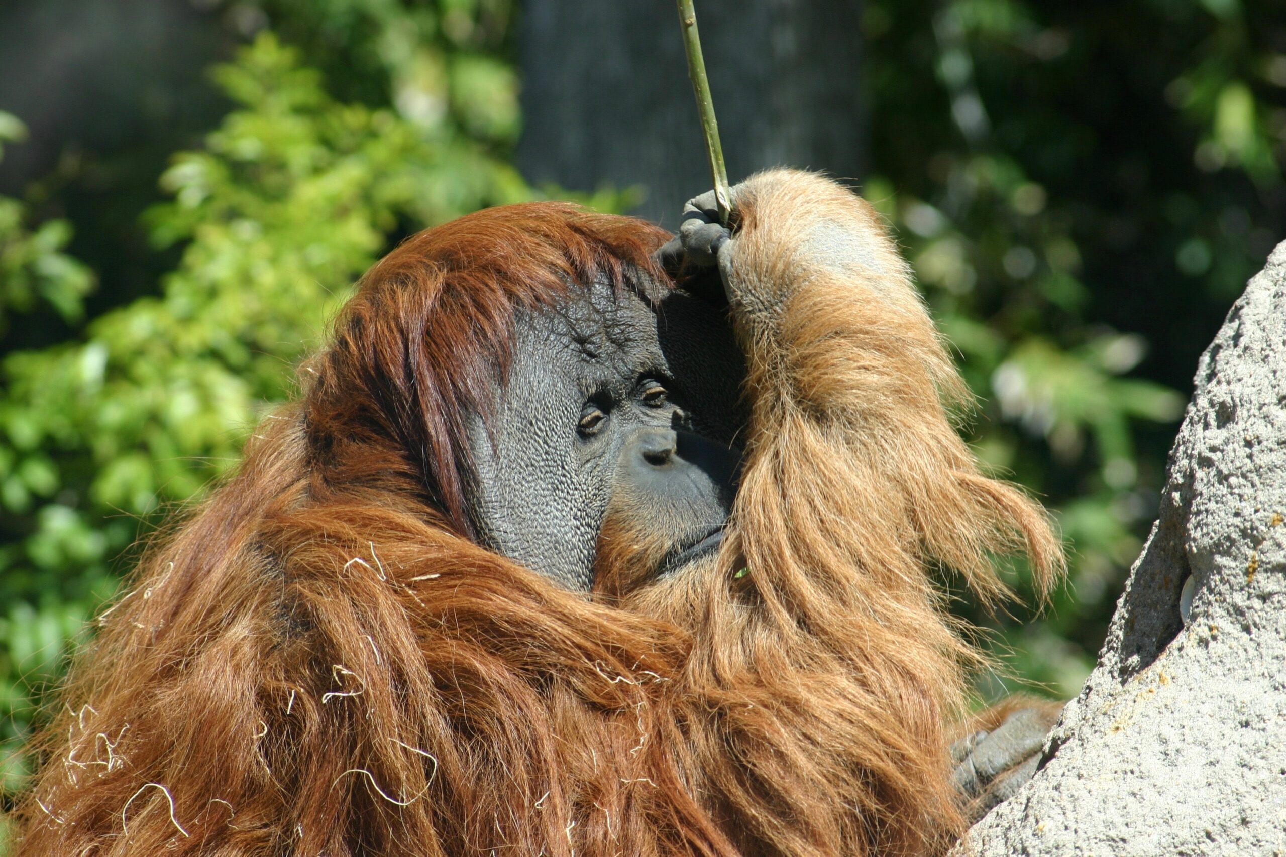 Aggressive deforestation is the primary threat to the Bornean orangutan.