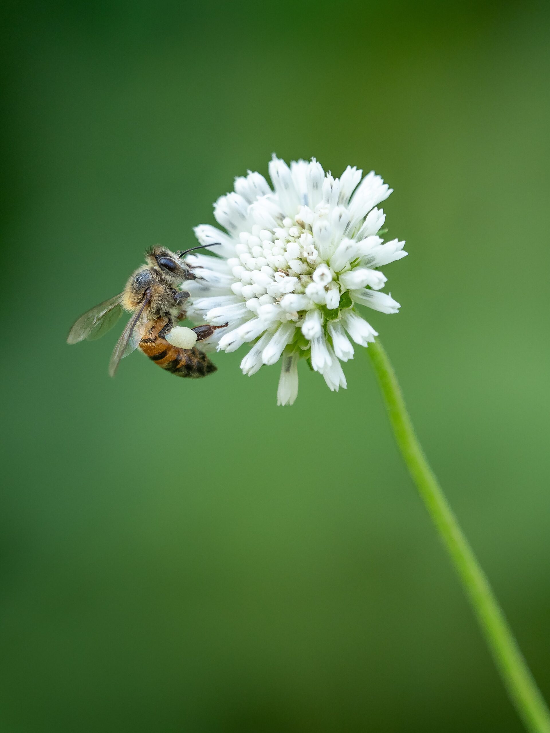 Bees are the most important, single species of pollinator.