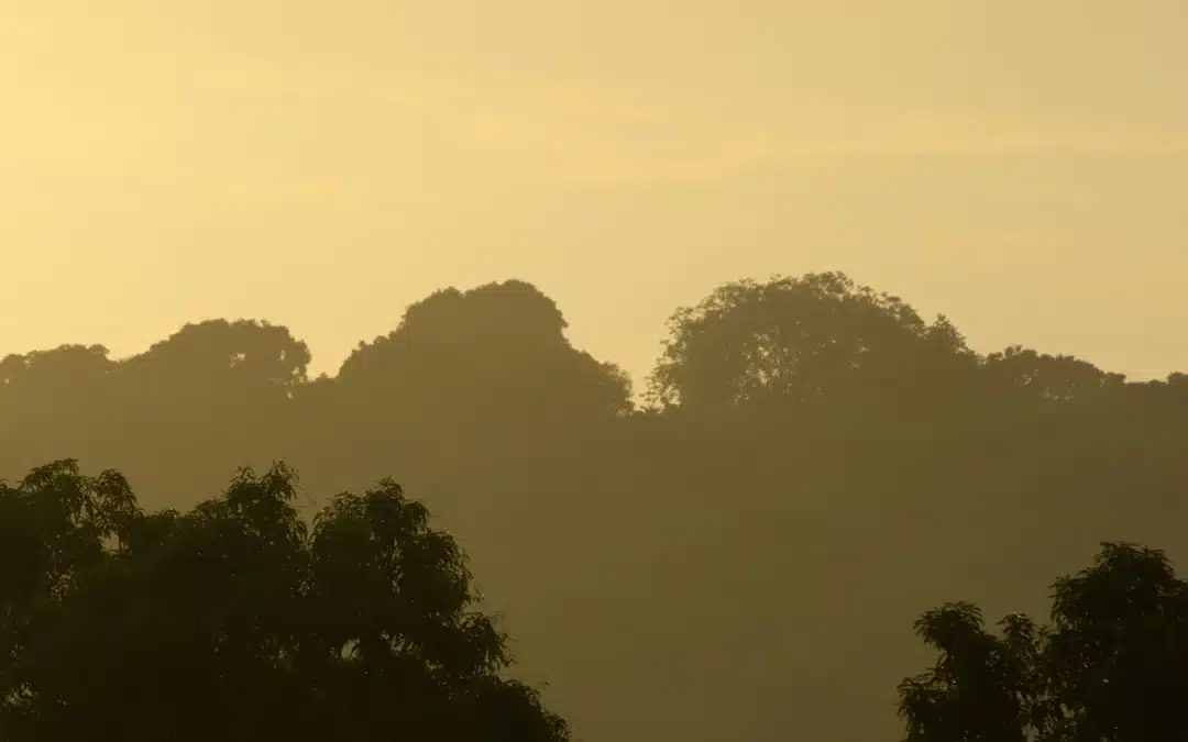 Amazon Deforestation Falls 42% to Record Low