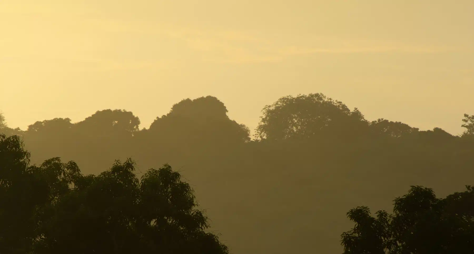 Amazon rainforest canopy at sunset A bird flies over dense rainforest canopy at sunset