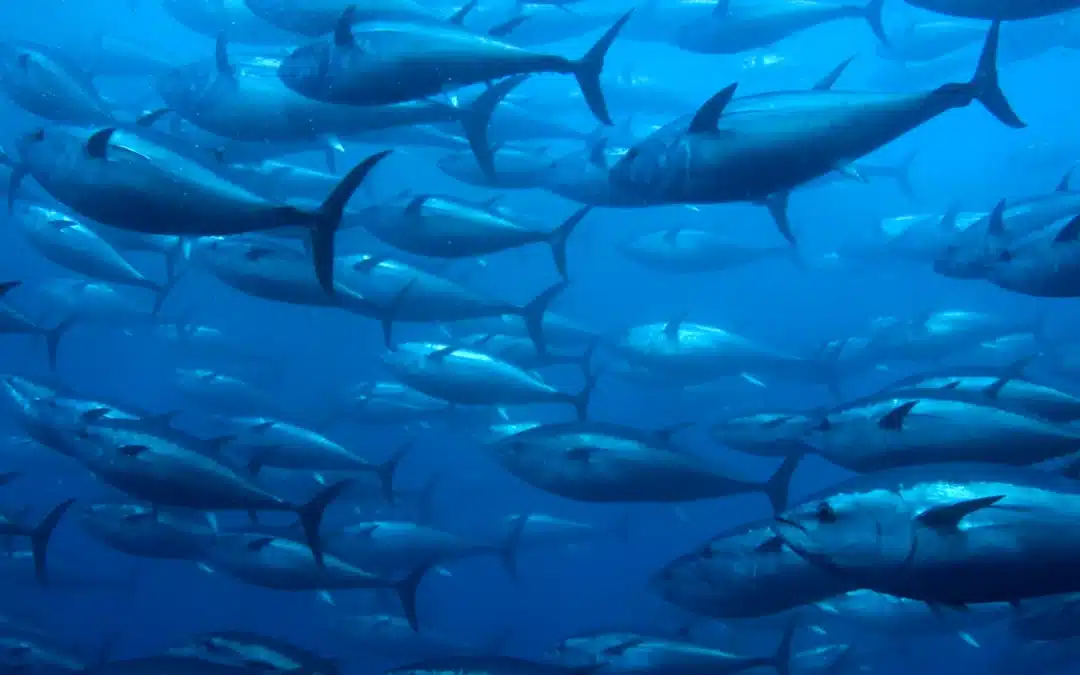 Tigers Up 70% and Bluefin Tuna Back Off Britain as Wildlife Falls 73%